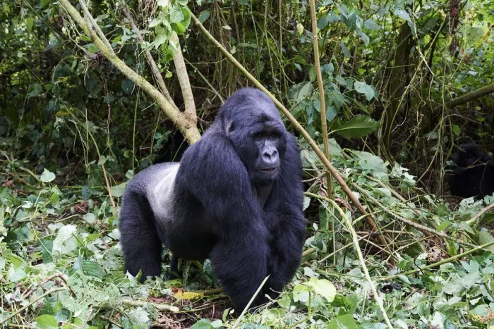 Framed Print : Mountain gorilla (Gorilla beringei beringei) silverback male, member of the Bageni group Framed Print : Mountain gorilla (Gorilla beringei beringei) silverback male, member of the Bageni group