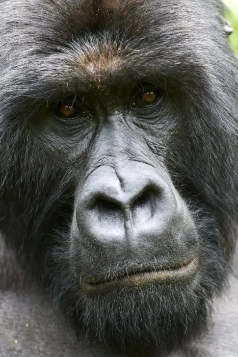 Framed Print : Mountain gorilla (Gorilla beringei beringei) silverback male, head portrait, member Framed Print : Mountain gorilla (Gorilla beringei beringei) silverback male, head portrait, member