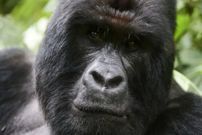 Framed Print : Mountain gorilla (Gorilla beringei beringei) silverback male, portrait, member of the Humba group Framed Print : Mountain gorilla (Gorilla beringei beringei) silverback male, portrait, member of the Humba group