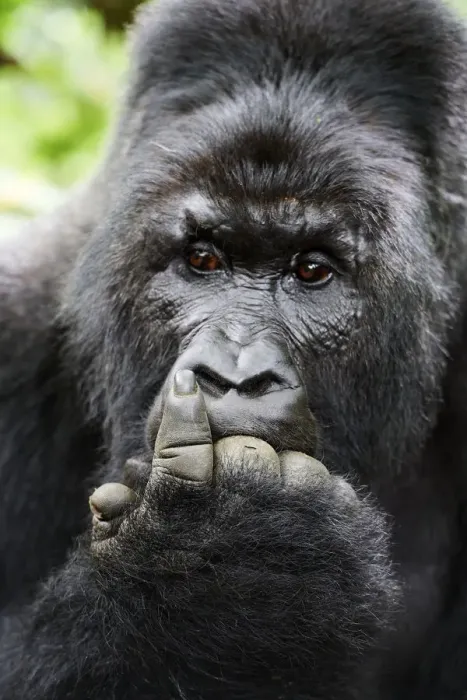 Framed Print : Mountain gorilla (Gorilla beringei beringei) silverback male with fingers in mouth Framed Print : Mountain gorilla (Gorilla beringei beringei) silverback male with fingers in mouth