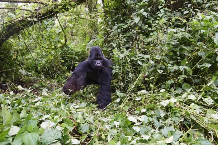 Framed Print : Mountain gorilla (Gorilla beringei beringei) silverback male Humba feeding on Driver ant Framed Print : Mountain gorilla (Gorilla beringei beringei) silverback male Humba feeding on Driver ant