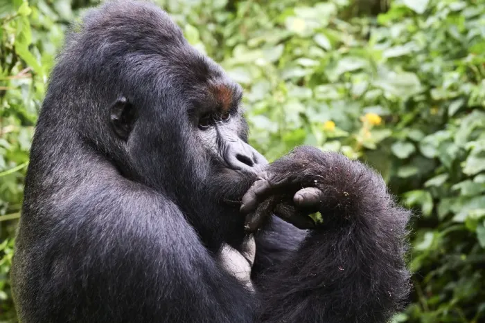 Framed Print : Mountain gorilla (Gorilla beringei beringei) silverback male known as Humba licking Framed Print : Mountain gorilla (Gorilla beringei beringei) silverback male known as Humba licking