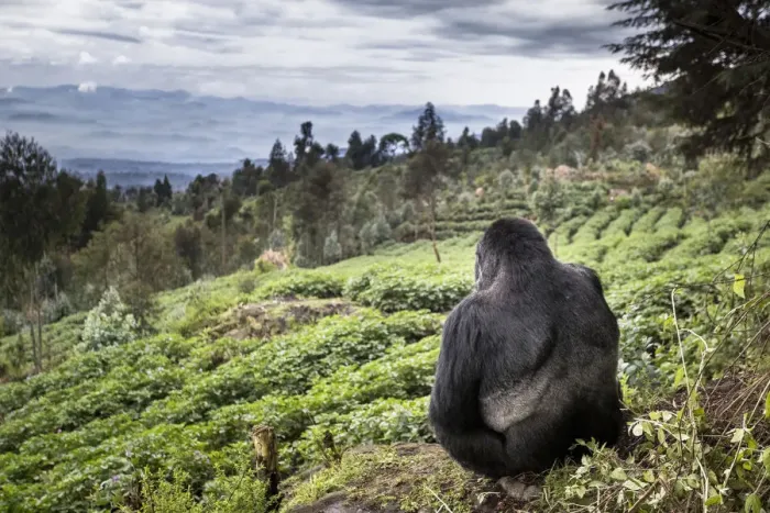 Framed Print : Mountain gorilla (Gorilla beringei beringei) silverback sitting on boundary wall Framed Print : Mountain gorilla (Gorilla beringei beringei) silverback sitting on boundary wall