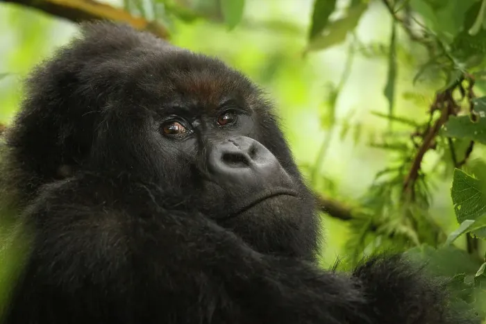 Framed Print : Mountain gorilla (Gorilla beringei beringei) silverback sitting among Lobelia, Kuriyama Group, Volcanoes National Park, Rwanda. Endangered