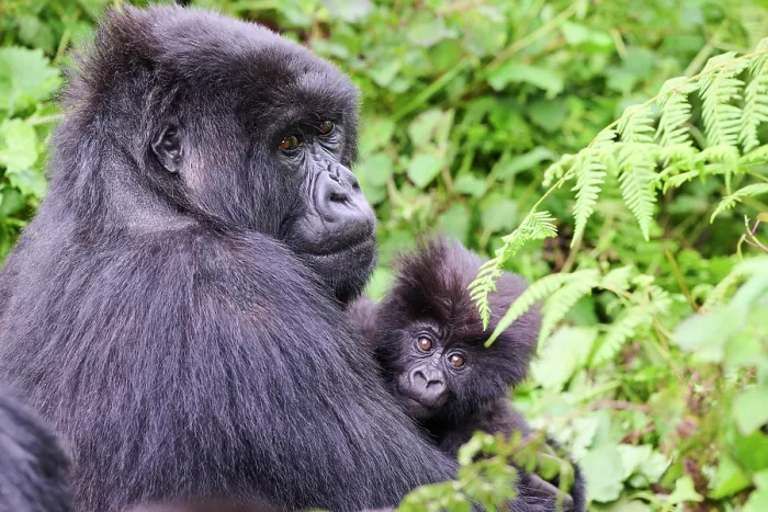 Framed Print : Mountain gorilla (Gorilla beringei) female, holding infant, aged 6 months, Volcanoes National Park, Rwanda. Endangered Framed Print : Mountain gorilla (Gorilla beringei) female, holding infant, aged 6 months, Volcanoes National Park, Rwanda. Endangered