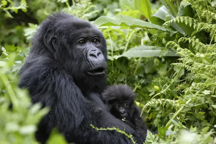 Framed Print : Mountain Gorilla (Gorilla beringei) female holding baby in dense vegetation in Volcanoes Framed Print : Mountain Gorilla (Gorilla beringei) female holding baby in dense vegetation in Volcanoes