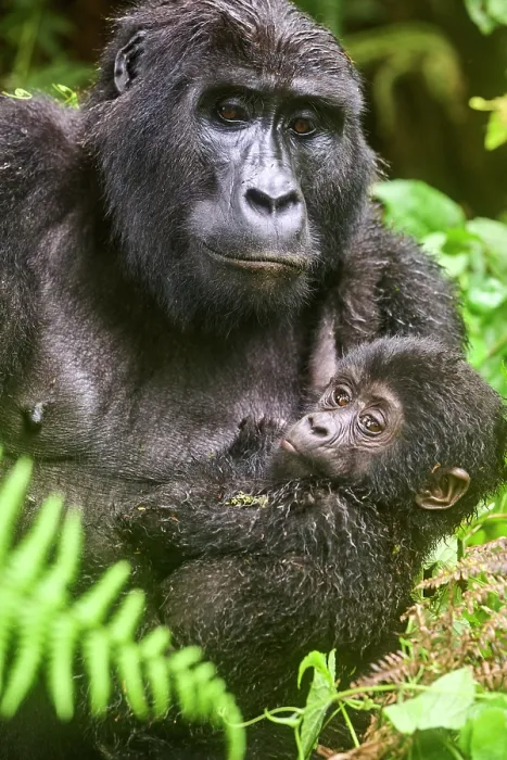 Framed Print : Mountain gorilla (Gorilla beringei) female holding infant, portrait, Bwindi Impenetrable Forest National Park, Uganda. Endangered Framed Print : Mountain gorilla (Gorilla beringei) female holding infant, portrait, Bwindi Impenetrable Forest National Park, Uganda. Endangered
