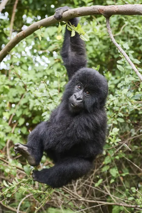 Framed Print : Mountain gorilla (Gorilla beringei) juvenile aged 2 years, hanging from branch, member