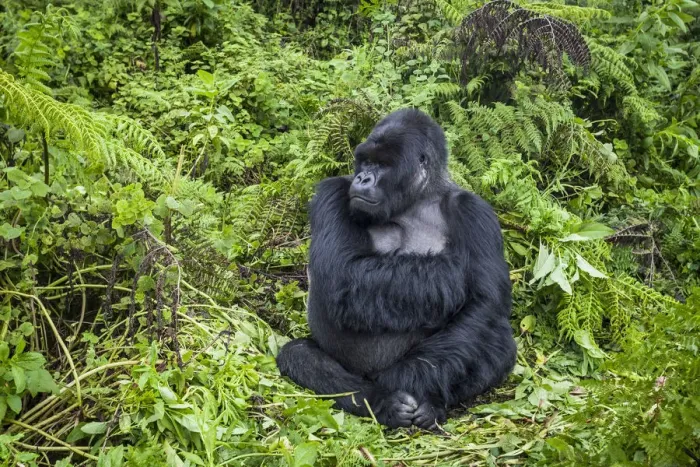 Framed Print : Mountain gorilla (Gorilla beringei) male silverback at rest, Susa group, Volcanoes National Park Framed Print : Mountain gorilla (Gorilla beringei) male silverback at rest, Susa group, Volcanoes National Park