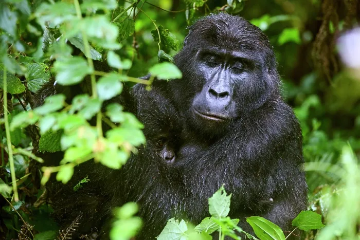 Framed Print : Mountain gorilla (Gorilla beringei) mother with infant sitting among foliage, Bwindi Impenetrable Forest National Park, Uganda. Endangered Framed Print : Mountain gorilla (Gorilla beringei) mother with infant sitting among foliage, Bwindi Impenetrable Forest National Park, Uganda. Endangered