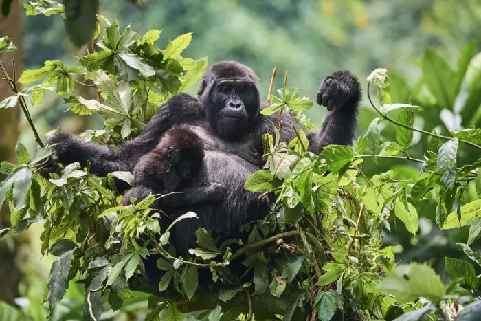 Framed Print : Mountain gorilla (Gorilla beringei) mother with one month baby feeding in tree Framed Print : Mountain gorilla (Gorilla beringei) mother with one month baby feeding in tree