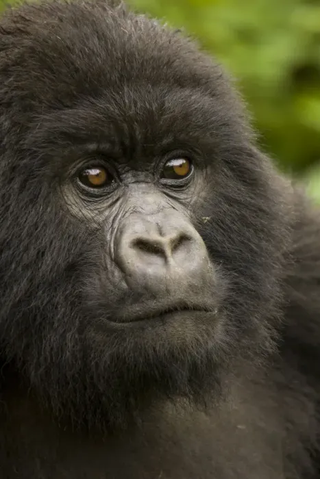Framed Print : Mountain gorilla {Gorilla beringei} portrait, Volcans NP, Rwanda Framed Print : Mountain gorilla {Gorilla beringei} portrait, Volcans NP, Rwanda