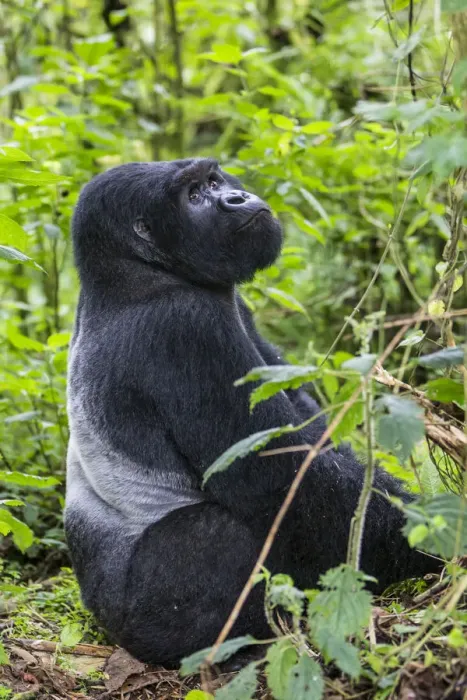Framed Print : Mountain gorilla (Gorilla beringei) silverback dominant male sitting portrait, Kwitonda Group Framed Print : Mountain gorilla (Gorilla beringei) silverback dominant male sitting portrait, Kwitonda Group