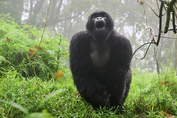 Framed Print : Mountain gorilla (Gorilla beringei) silverback male, standing in misty forest habitat with mouth open. Member of Nyakagezi group. Mgahinga National Park, Uganda. Endangered Framed Print : Mountain gorilla (Gorilla beringei) silverback male, standing in misty forest habitat with mouth open. Member of Nyakagezi group. Mgahinga National Park, Uganda. Endangered