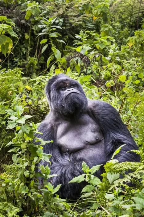 Framed Print : Mountain gorilla (Gorilla beringei) silverback at rest (named Munyinya), Hirwa group Framed Print : Mountain gorilla (Gorilla beringei) silverback at rest (named Munyinya), Hirwa group