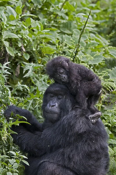 Mountain gorilla (Gorilla gorilla berengei) infant sitting on mothers head while
