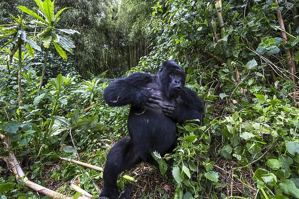 Mountain gorilla (Gorilla gorilla beringei) blackback Shirimpumu displaying, non dominant male