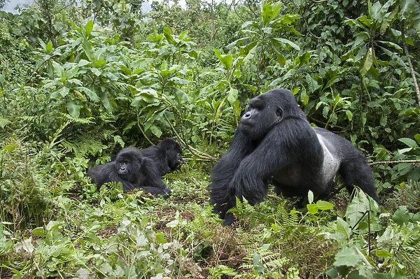 Mountain Gorilla (Gorilla gorilla beringei) silverback with family in background