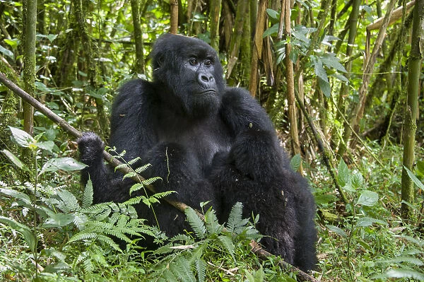 Mountain Gorilla (Gorilla gorilla beringei) mother suckling twins age one and a half years