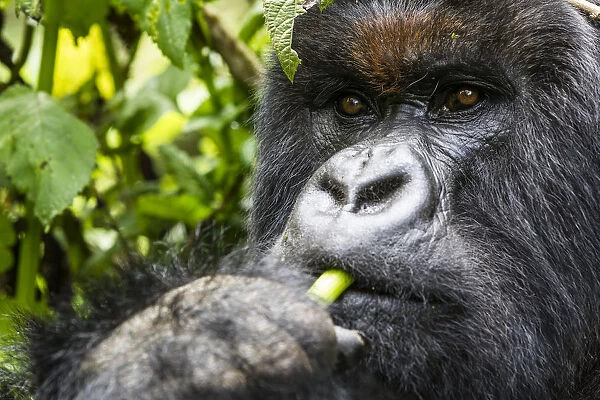 Mountain gorilla (Gorilla gorilla beringei) close up of silverback eating, Volcanoes National Park
