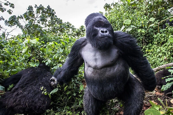 Mountain gorilla (Gorilla gorilla beringei) dominant silverback Akarevuro completely
