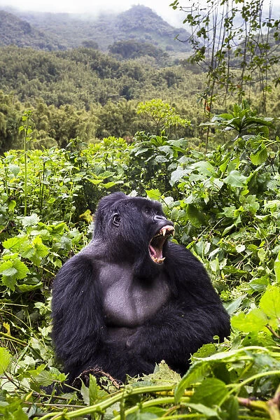 Mountain gorilla (Gorilla gorilla beringei) silverback Gihishamwotsi displaying, Sabyinyo Group