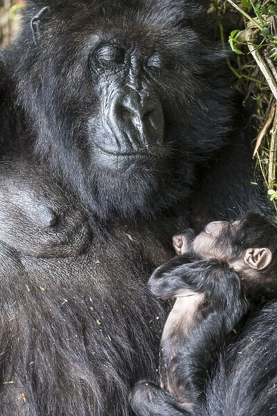Mountain gorilla (Gorilla gorilla beringei) 10-day newborn sleeping with mother, Amahoro Group