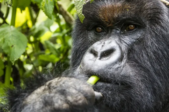 Framed Print : Mountain gorilla (Gorilla gorilla beringei) close up of silverback eating, Volcanoes National Park Framed Print : Mountain gorilla (Gorilla gorilla beringei) close up of silverback eating, Volcanoes National Park