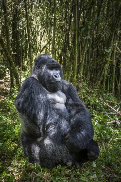 Framed Print : Mountain gorilla (Gorilla gorilla beringei) dominant male silverback at rest, Agashya Group Framed Print : Mountain gorilla (Gorilla gorilla beringei) dominant male silverback at rest, Agashya Group