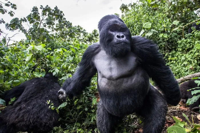 Framed Print : Mountain gorilla (Gorilla gorilla beringei) dominant silverback Akarevuro completely Framed Print : Mountain gorilla (Gorilla gorilla beringei) dominant silverback Akarevuro completely