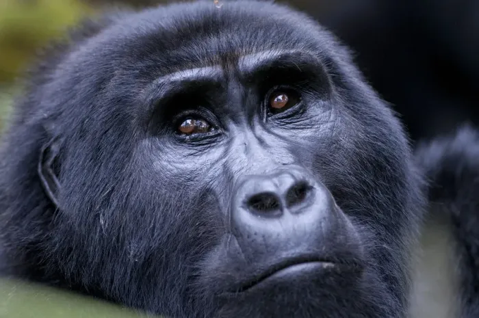 Framed Print : Mountain gorilla portrait (Gorilla gorilla), Bwindi Impenetrable Forest, Uganda Framed Print : Mountain gorilla portrait (Gorilla gorilla), Bwindi Impenetrable Forest, Uganda