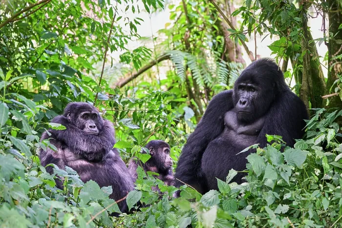Framed Print : Mountain gorillas (Gorilla beringei beringei) family, silverback male, female and infant resting in forest, Bwindi Impenetrable Forest National Park, Uganda. Endangered