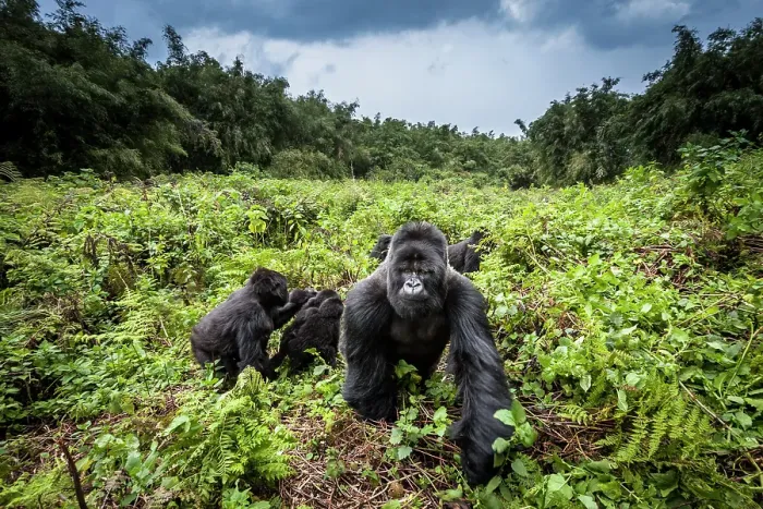 Framed Print : Mountain gorillas (Gorilla beringei) Hirwa group led by the silverback dominant male Munyinya Framed Print : Mountain gorillas (Gorilla beringei) Hirwa group led by the silverback dominant male Munyinya