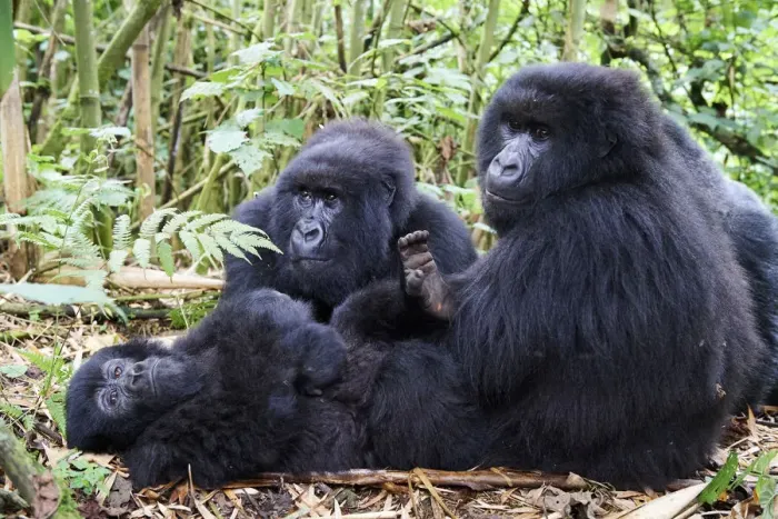 Framed Print : Mountain gorillas (Gorilla gorilla beringei) grooming, members of the Munyaga group Framed Print : Mountain gorillas (Gorilla gorilla beringei) grooming, members of the Munyaga group