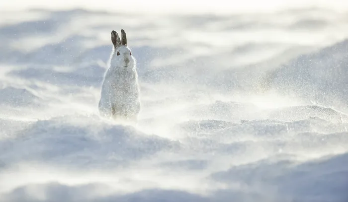Framed Print : Mountain hare (Lepus timidus) sitting on snow with gale force winds whipping up a swirling spindrift high on an exposed plateau,  Cairngorms National Park, Scotland, UK. January