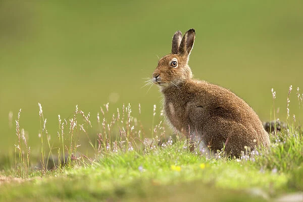 Mountain Hare (Lepus timidus), adult in summer pelage on upland moor, Scotland, UK, June