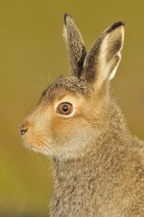 Framed Print : Mountain Hare (Lepus timidus) in alert pose. Cairngorms National Park, Scotland, July