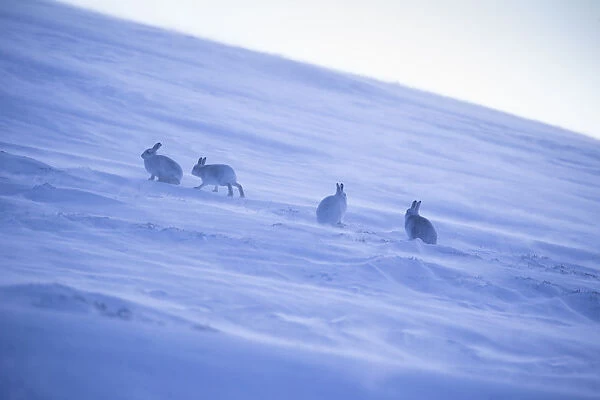 Mountain hare, (Lepus timidus), four animals on snowy hillside in winter, Scotland, UK, February