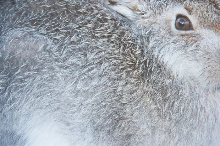 Framed Print : Mountain hare (Lepus timidus) close up portrait showing winter coat colour Framed Print : Mountain hare (Lepus timidus) close up portrait showing winter coat colour
