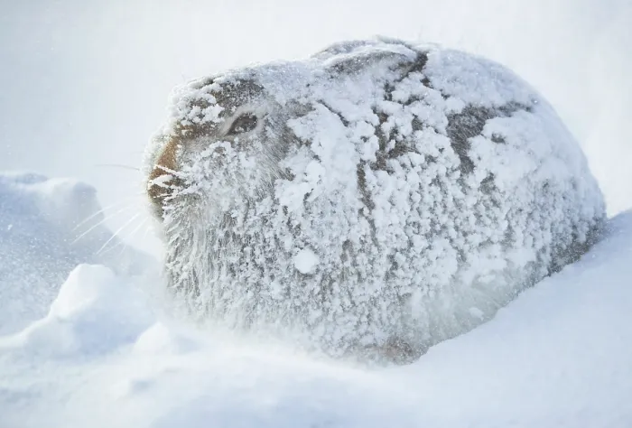 Framed Print : Mountain hare (Lepus timidus) completed encrusted in snow and ice resting during blizzard, high on an exposed plateau, Cairngorms National Park, Scotland, UK. January