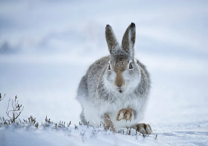 Framed Print : Mountain hare (Lepus timidus) digging in snow to find food, Cairngorms National Park, Scotland, UK. February Framed Print : Mountain hare (Lepus timidus) digging in snow to find food, Cairngorms National Park, Scotland, UK. February
