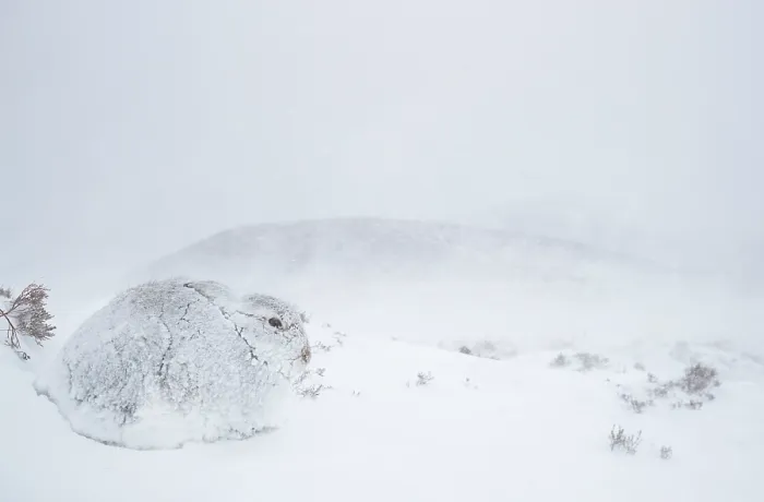 Framed Print : Mountain hare (Lepus timidus) encrusted in snow and ice resting on snow in gale force winds and swirling spindrift, Cairngorms National Park, Scotland, UK. February Framed Print : Mountain hare (Lepus timidus) encrusted in snow and ice resting on snow in gale force winds and swirling spindrift, Cairngorms National Park, Scotland, UK. February
