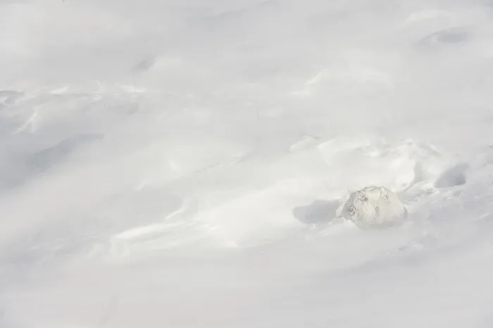 Framed Print : Mountain hare (Lepus timidus) encrusted in snow and ice resting on snow in gale force winds and swirling spindrift, Cairngorms National Park, Scotland, UK. February Framed Print : Mountain hare (Lepus timidus) encrusted in snow and ice resting on snow in gale force winds and swirling spindrift, Cairngorms National Park, Scotland, UK. February