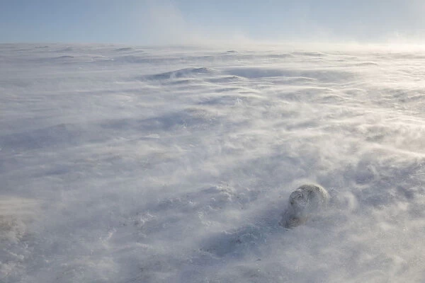 Mountain hare (Lepus timidus) in extreme winds with spin drifts of snow, Cairngorms National Park