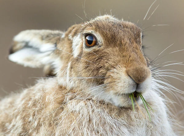 Mountain hare (Lepus timidus) feeding on fresh green shoots, Scotland, UK, April