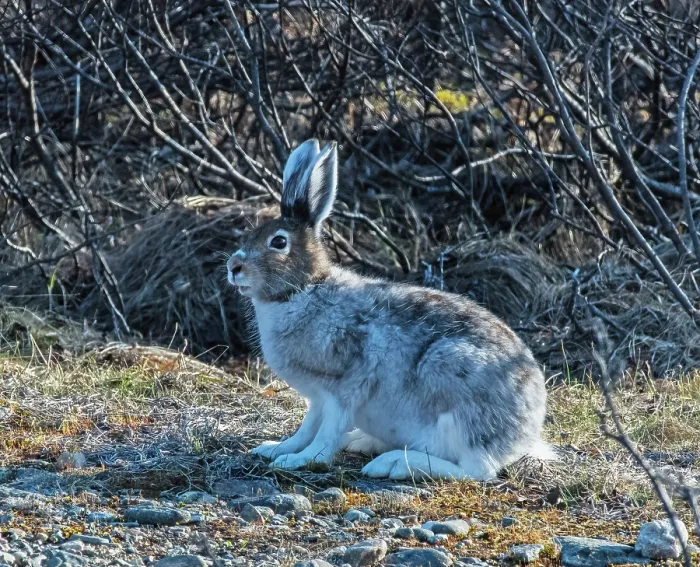 Framed Print : Mountain hare (Lepus timidus) female, moulting out of winter coat,  Ivalo River, Pokka, Lapland, Finland. May