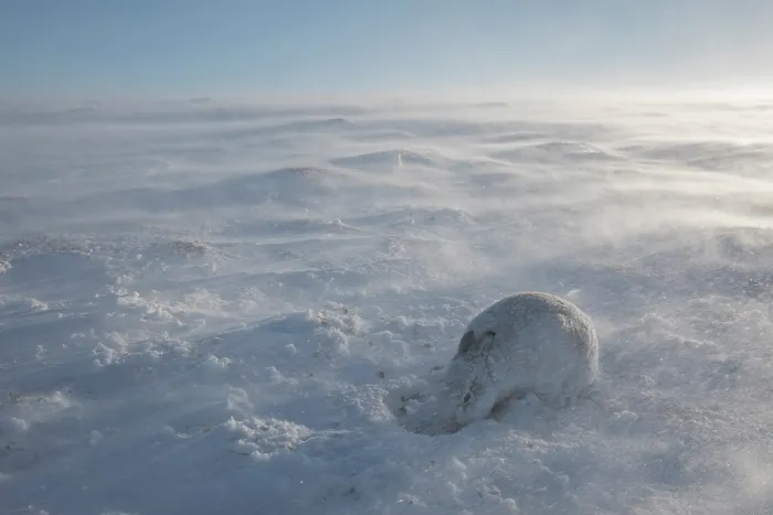 Framed Print : Mountain hare (Lepus timidus) foraging in snow in gale force wind high on an exposed plateau, Cairngorms National Park, Scotland, UK. February Framed Print : Mountain hare (Lepus timidus) foraging in snow in gale force wind high on an exposed plateau, Cairngorms National Park, Scotland, UK. February
