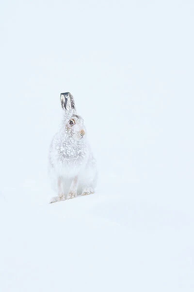 Mountain hare (Lepus timidus) with fur encrusted in snow, Cairngorms National Park, Scotland, UK. January