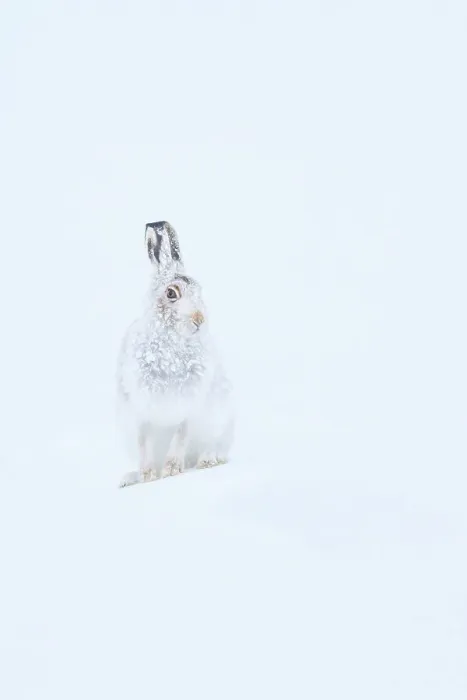 Framed Print : Mountain hare (Lepus timidus) with fur encrusted in snow, Cairngorms National Park, Scotland, UK. January Framed Print : Mountain hare (Lepus timidus) with fur encrusted in snow, Cairngorms National Park, Scotland, UK. January