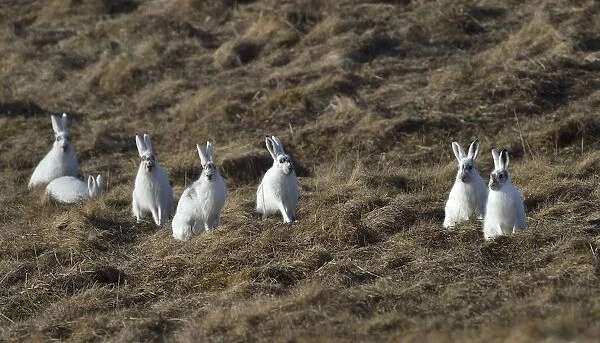 Mountain hare (Lepus timidus) group sitting and feeding in grassland